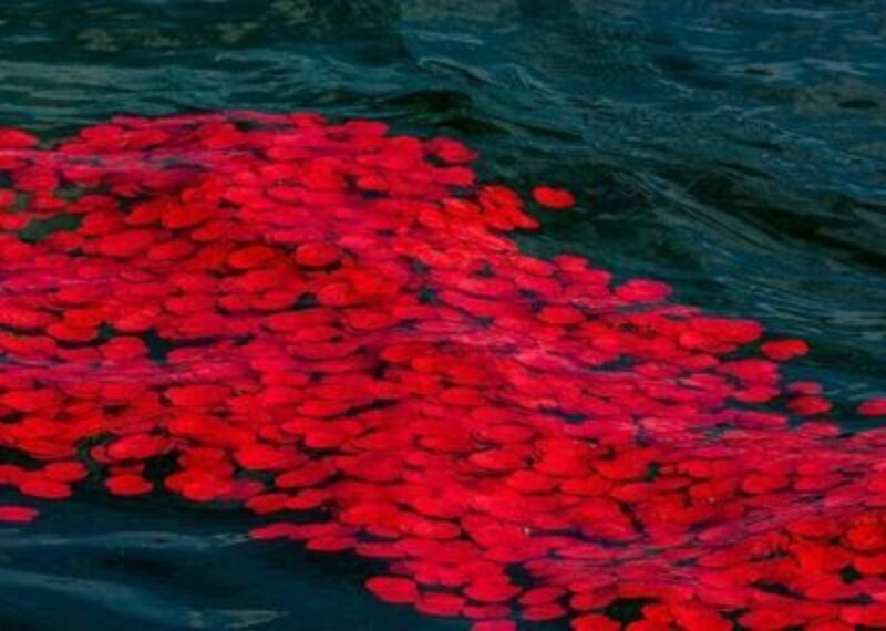 Poppy Display